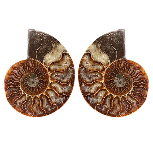 PAIRE D’AMONITES SCIÉES