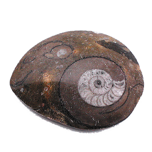 AMMONITE 1 FACE POLIE (Moyenne taille) La pièce