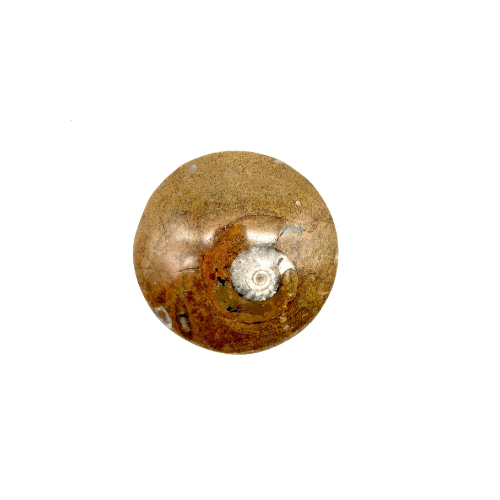 AMMONITE 1 FACE POLIE (Moyenne taille) La pièce