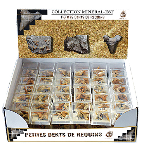 BOITE PRÉSENTOIR DENTS DE REQUIN