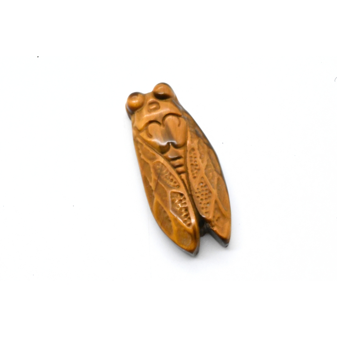CIGALE EN <strong>OEIL DE TIGRE</strong> - QUALITÉ EXTRA