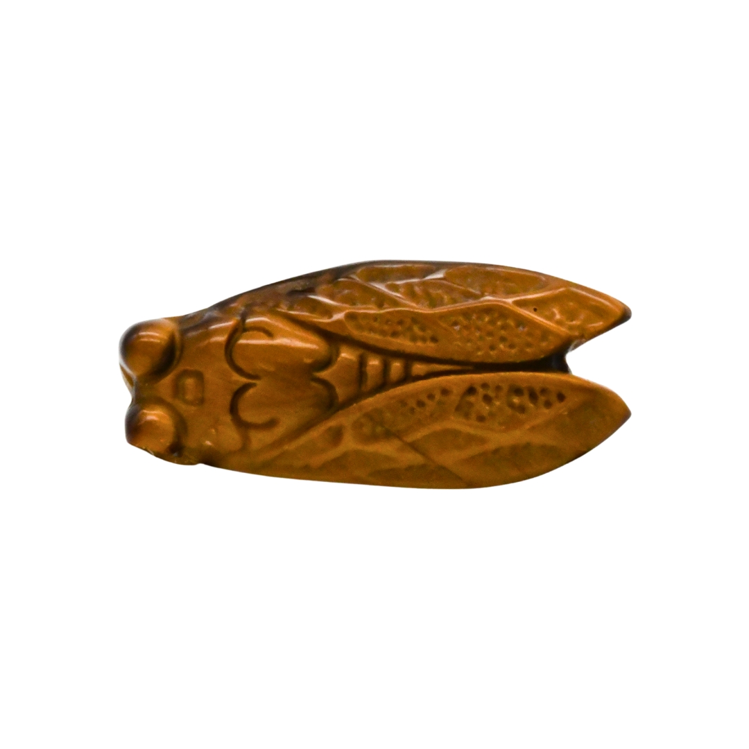 CIGALE EN <strong>OEIL DE TIGRE</strong> - QUALITÉ EXTRA