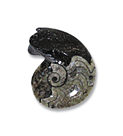 GONIATITE (Env. 4cm)
