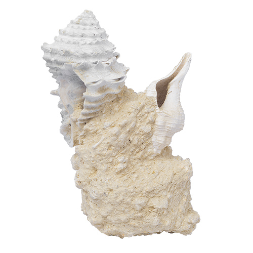 GASTÉROPODE FOSSILE