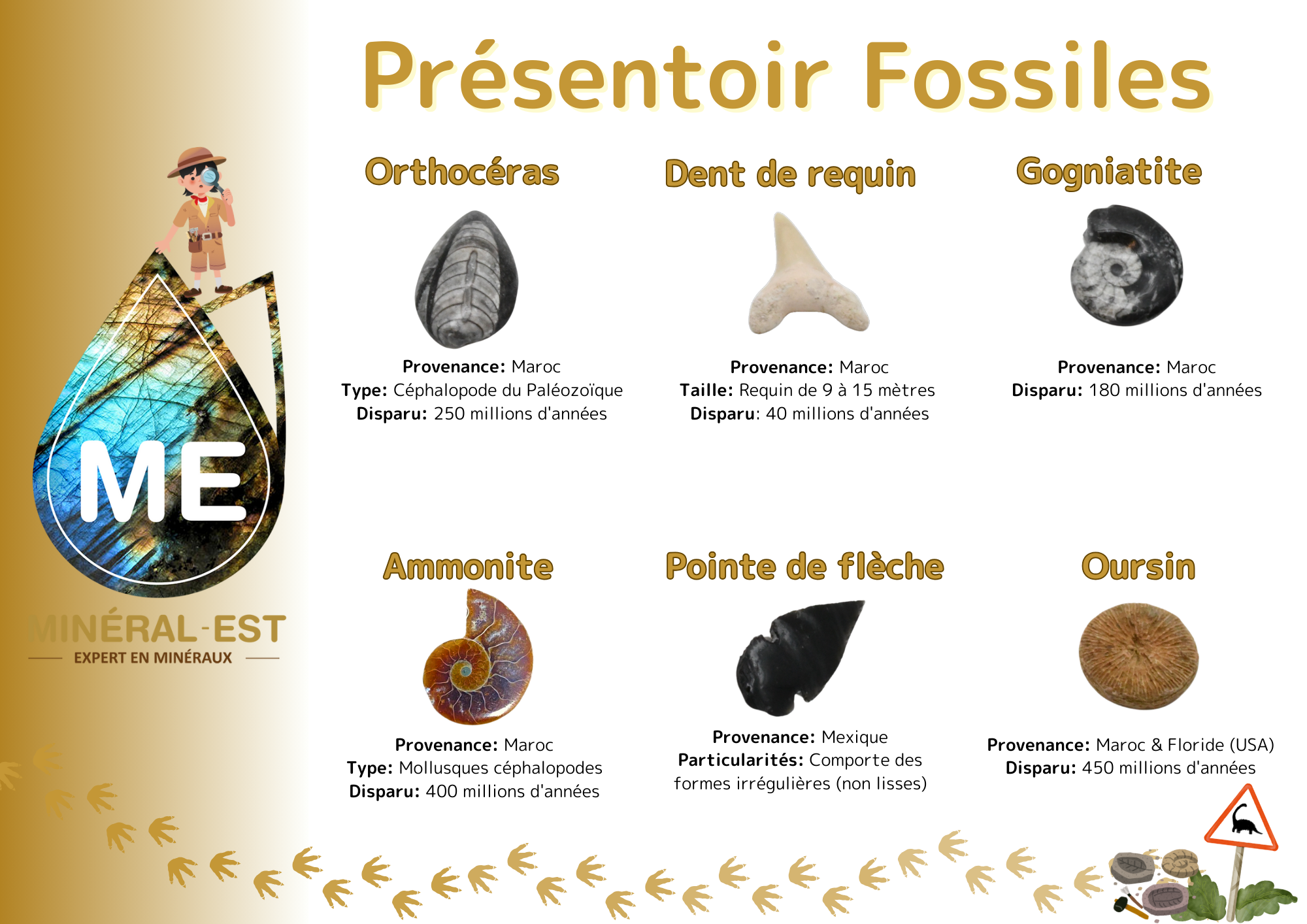 PRÉSENTOIR <strong>FOSSILES</strong> 6 casiers