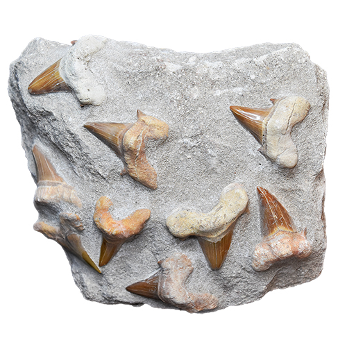FOSSILE PLAQUE DENTS DE REQUIN