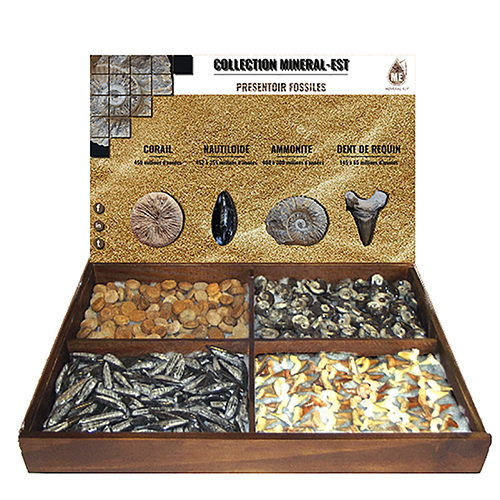 PRESENTOIR FOSSILES