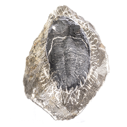 TRILOBITE METACANTINA GRAND MODÈLE