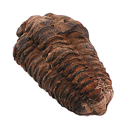 TRILOBITE KALIMENE (x5pces)