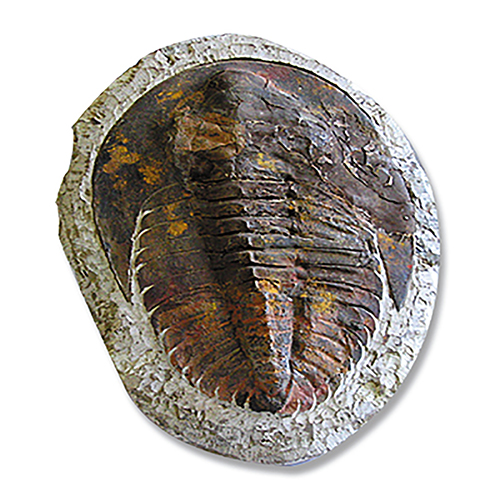 FOSSILE TRILOBITE SUR MATRICE